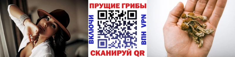 Псилоцибиновые грибы GOLDEN TEACHER  дарнет шоп  Каменск-Уральский 