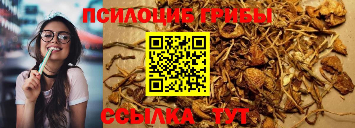 Галлюциногенные грибы Psilocybine cubensis Каменск-Уральский